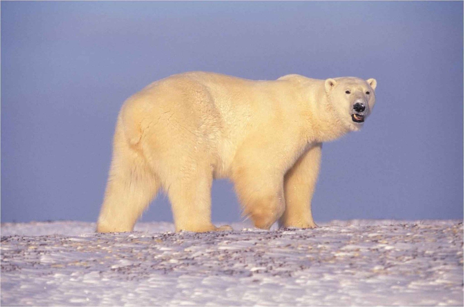 Polar Animals Coloring