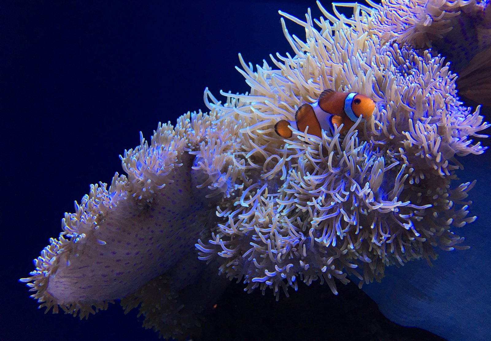 Sea Animals Coloring