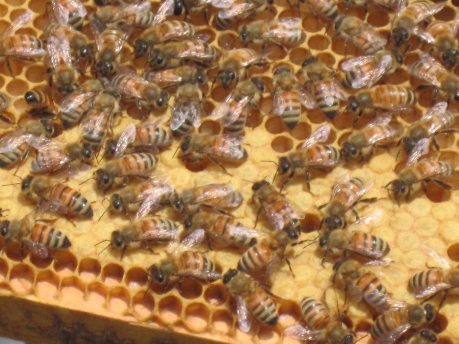 Bees and Honey Making