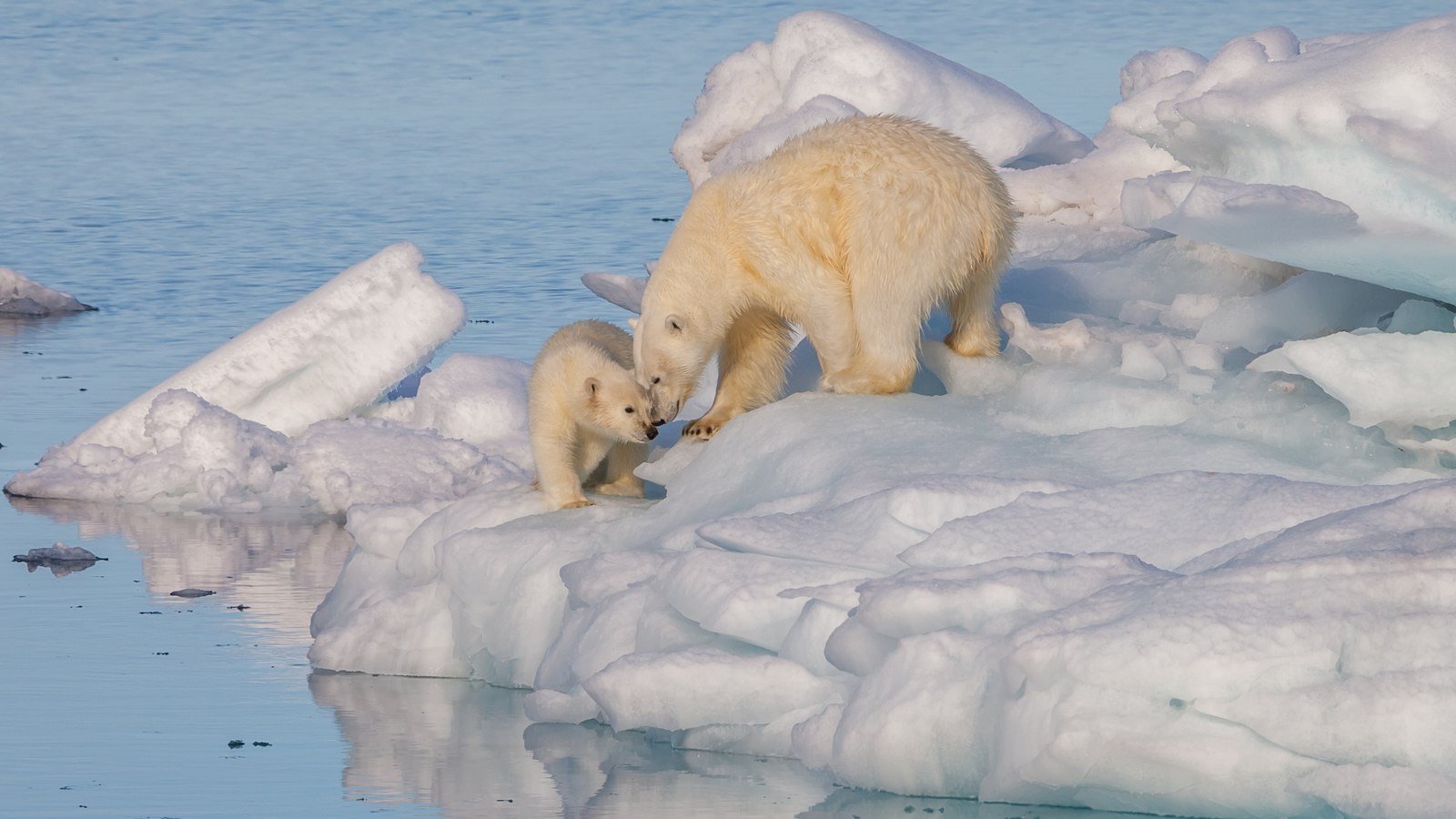 The North and South Poles