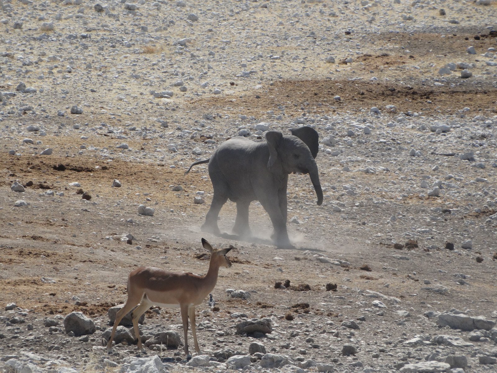 The Little Elephant in the New Forest