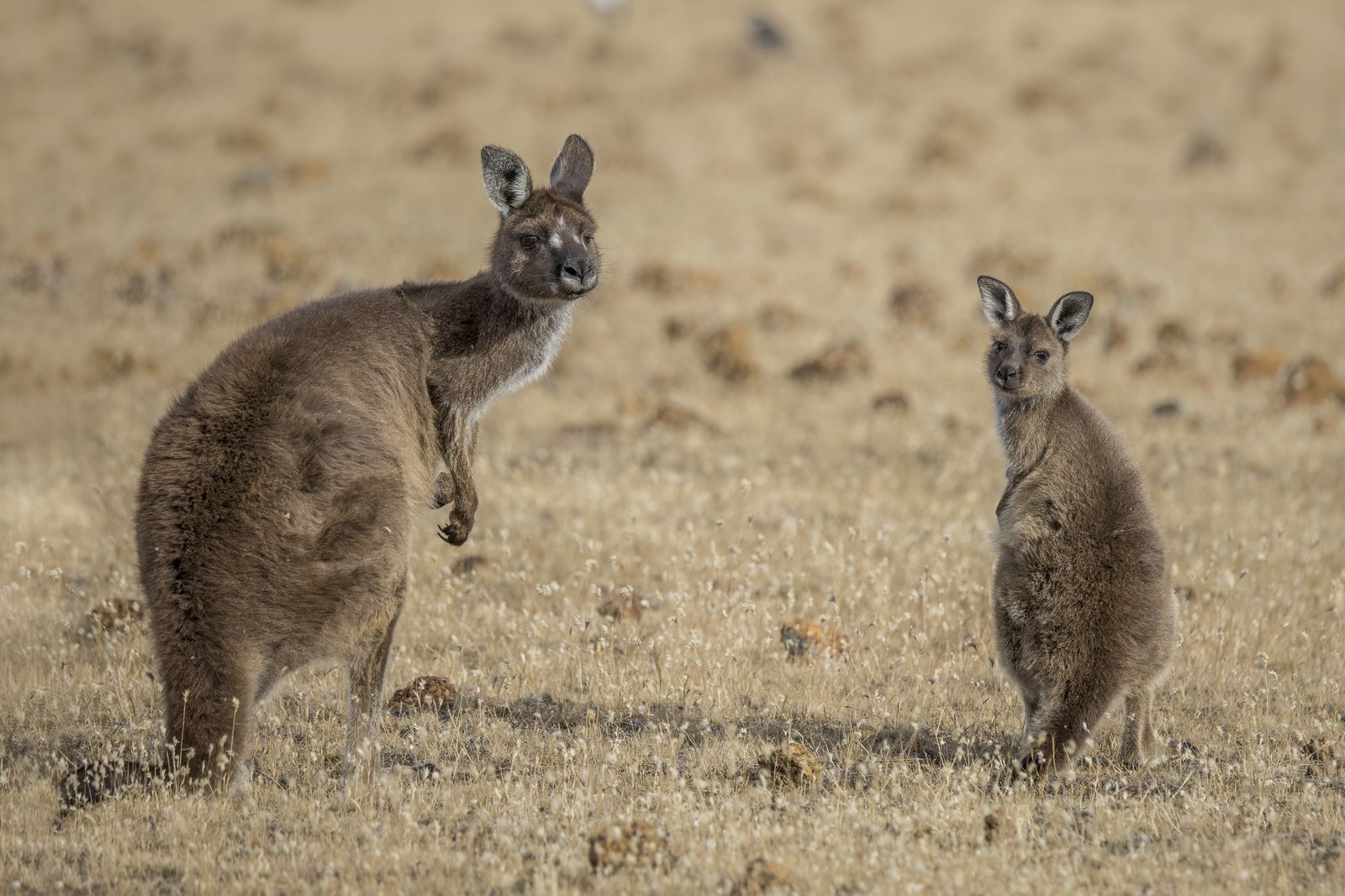 The Little Kangaroo’s First Jumps