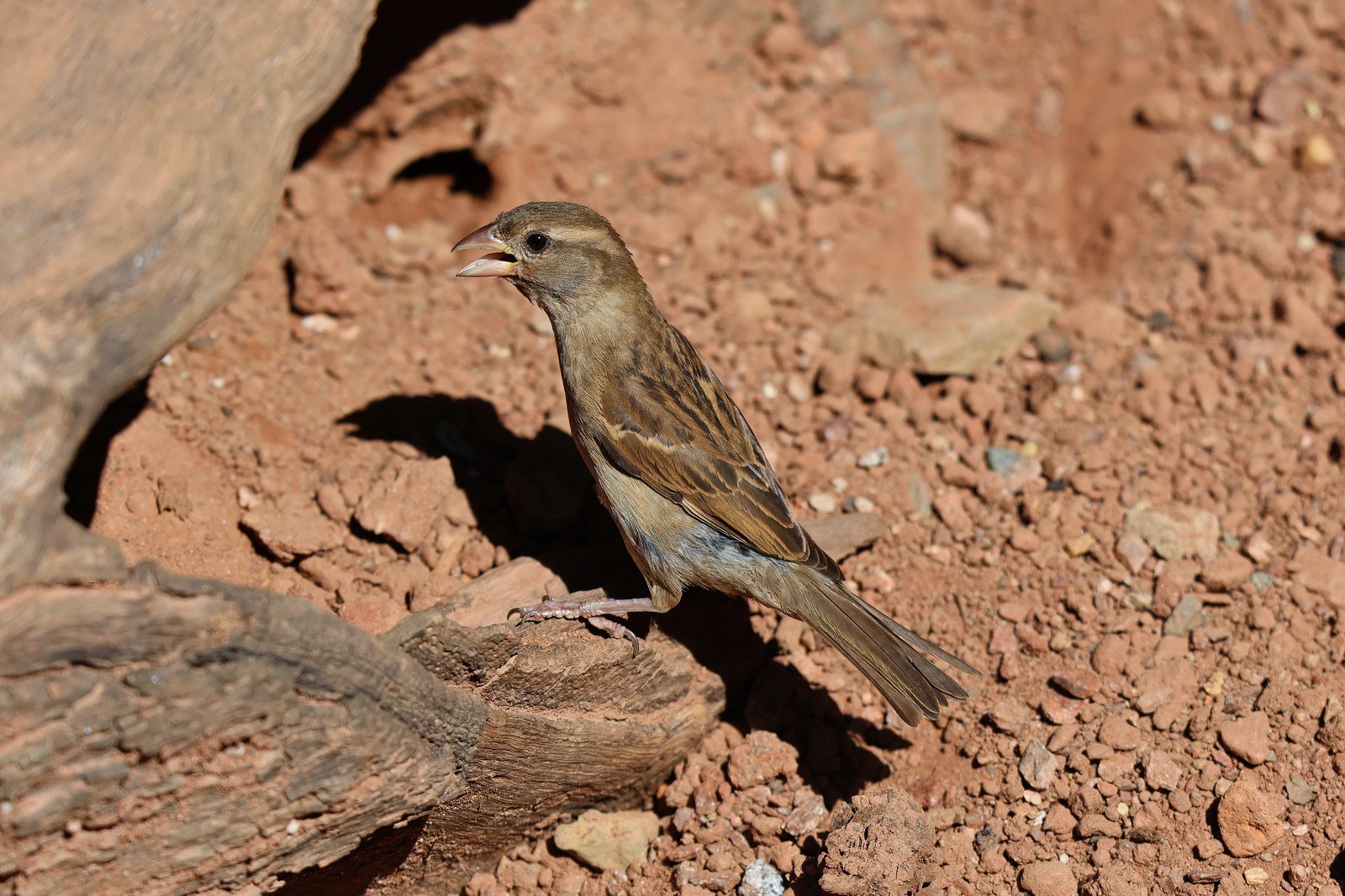 The Loyal Olive Sparrow