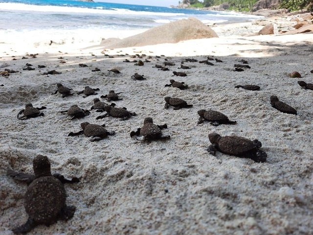 The Seagull and the Baby Turtles
