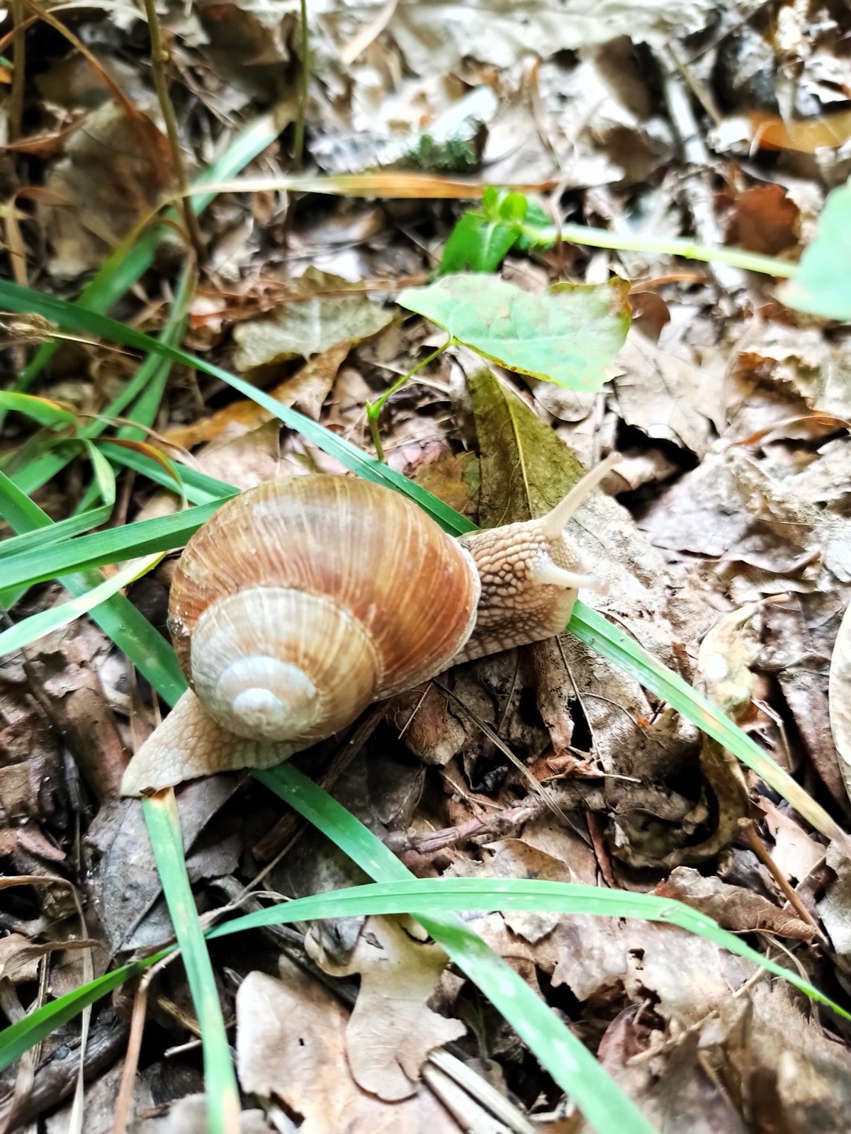 The Little Snail's Cozy Shell